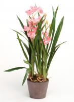 Орхидея Цимбидиум, 1-2 ствола