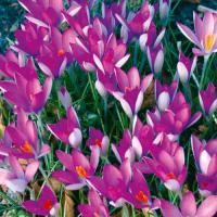 КРОКУС CROCUS TOMMASINIANUS ROSEUS 10шт