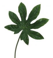 Лист Аралии