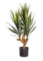 Юкка в кашпо