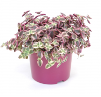 Крассула маргиналис