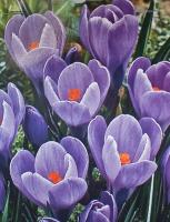 КРОКУС CROCUS GRAND MATRE 10шт