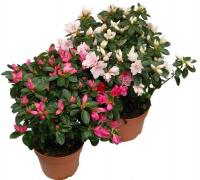 Азалия микс (Рододендрон комнатный)