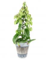 Каланхоэ Mеджик Белл