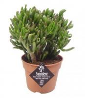 Крассула Хоббит