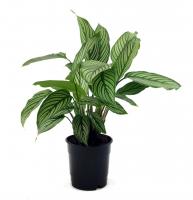 Калатея Витата