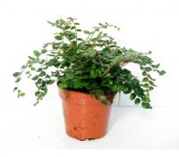 Пеллея круглолистная