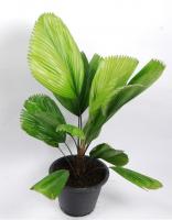 Ликуала большая (Грандис)