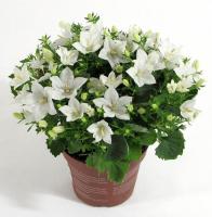 Кампанула изофилла белая