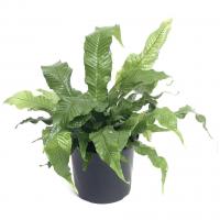 Микросорум