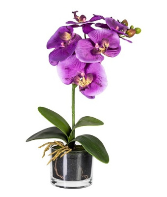 Фаленопсис в стеклянном кашпо