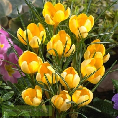 КРОКУС CROCUS ROMANCE 20шт
