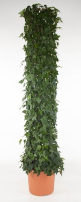 Хедера Хеликс цилиндр