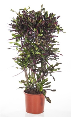 Кротон (Кодиеум) Curley boy