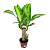 Драцена фрагранс Массанжеана (1 ствол)