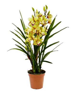 Орхидея Цимбидиум, 1-2 ствола