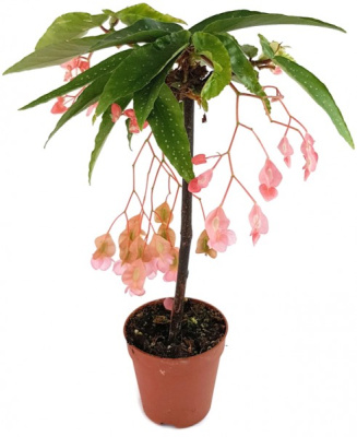 Бегония Тамая (Пятнистая бегония)