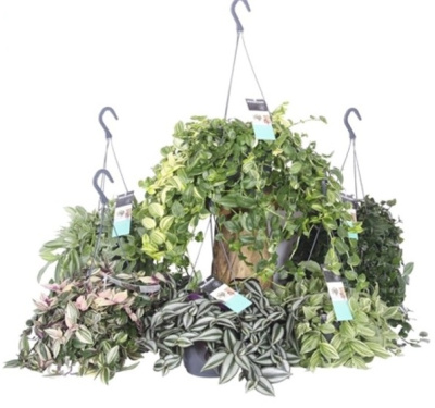 Традесканция микс