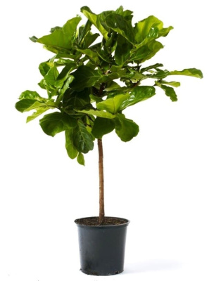 Фикус Лировидный (Лирата) штамб