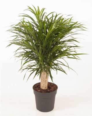 Драцена рефлекса Анита штамб