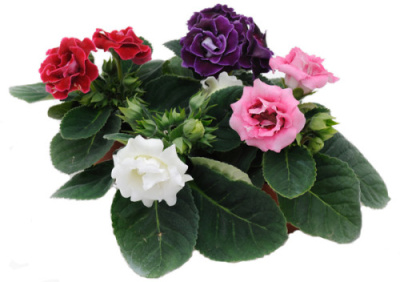 Глоксиния махровая (Синнингия)