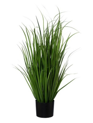 Мискантус в кашпо