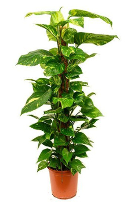 Эпипремнум Ауреум моссток (Сциндапус)