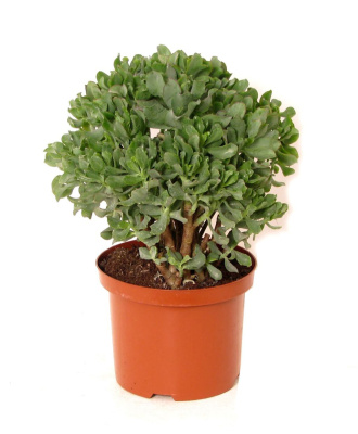 Крассула древовидная (ундулатифолия)