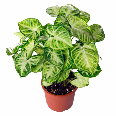 Сингониум микс