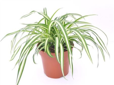 Хлорофитум Атлантик