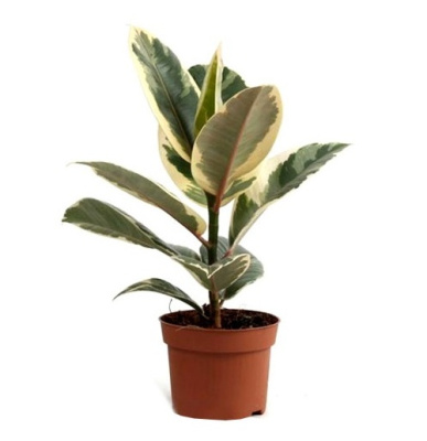 Фикус Эластика Тинеке