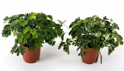 Мимоза стыдливая