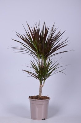 Драцена маргината Маджента (2 ствола)