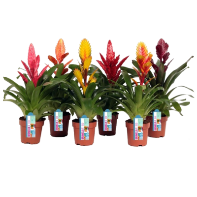 Вриезия Микс