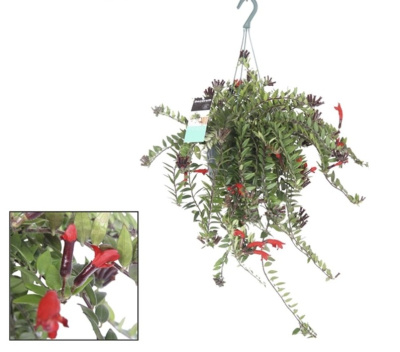 Эсхинантус Каролина