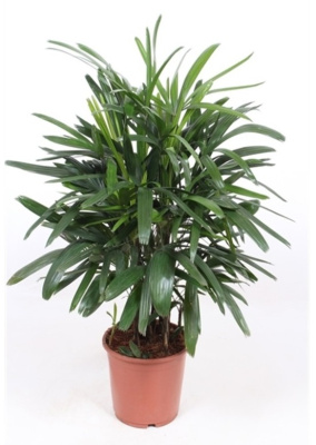 Пальма рапис