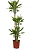 Драцена фрагранс Голден Кост (3 ствола)