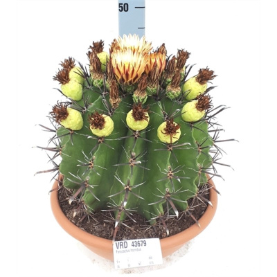 Ферокактус широкоиглый