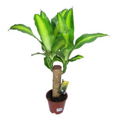 Драцена фрагранс Массанжеана (1 ствол)