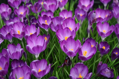КРОКУС CROCUS RUBY GIANT 20шт