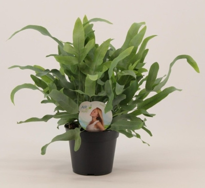 Флебодиум Блю Стар