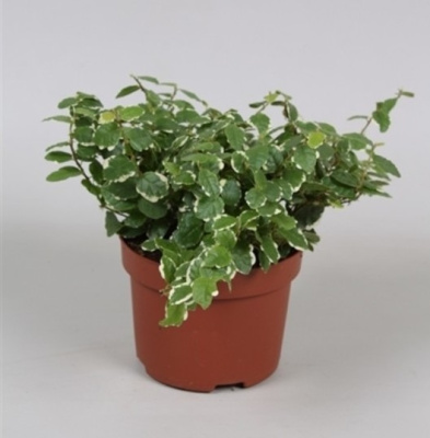 Фикус пумила Уайт Санни