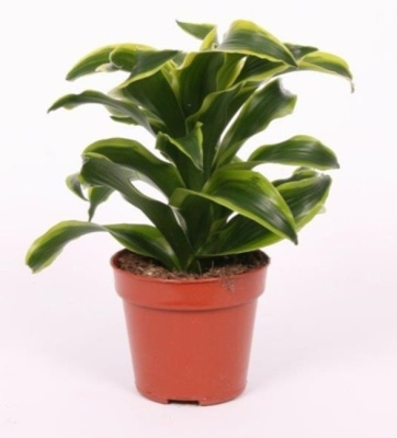 Драцена фрагранс Торнадо