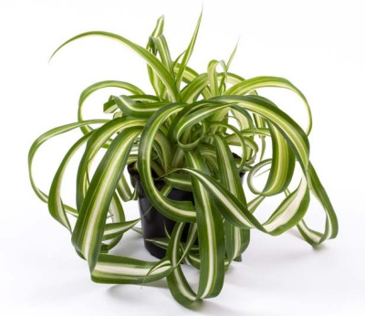 Хлорофитум Бонни