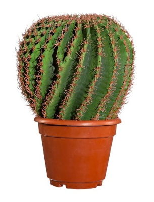 Кактус Эхинопсис в кашпо