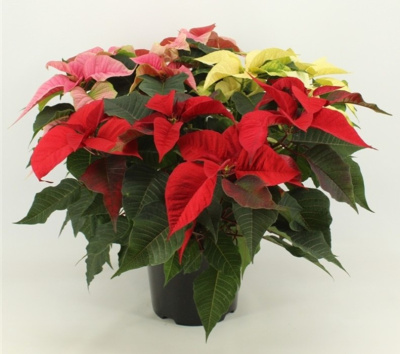 Пуансеттия карнавал (Эуфорбия, молочай)