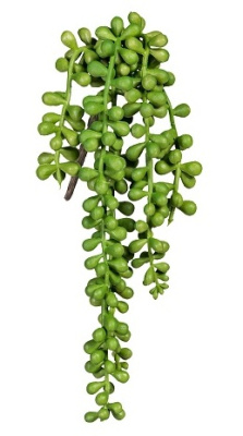 Крестовник / Сенецио