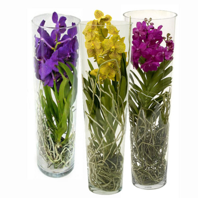 Орхидея в колбе Ванда