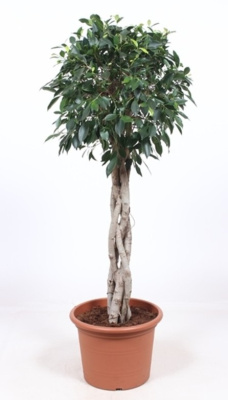 Фикус бенджамина Нитида переплетенный