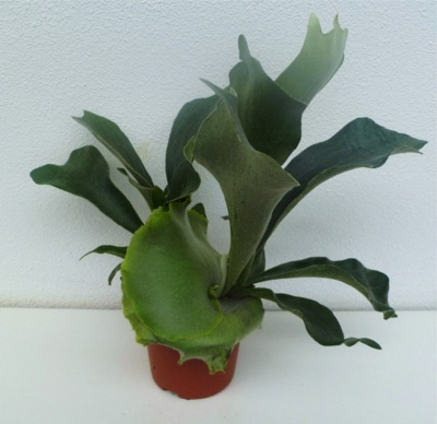 Платицериум